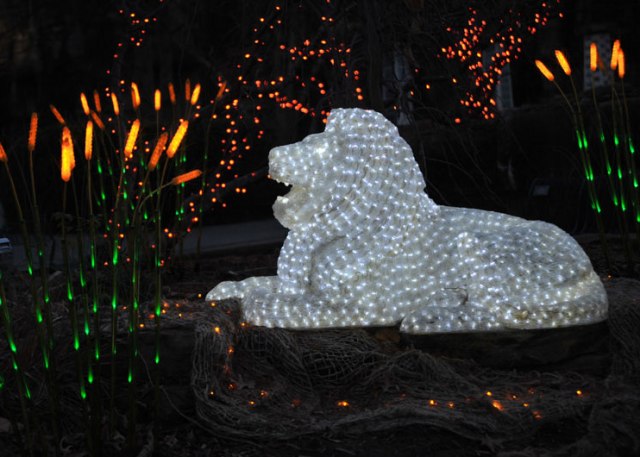 WildLights164